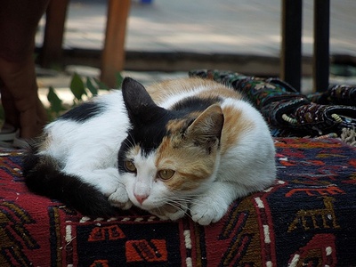 Apmw base cats 0283