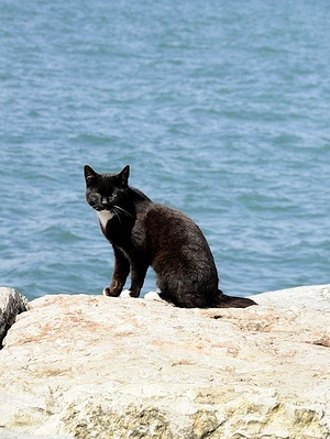 Apmw base cats 0284
