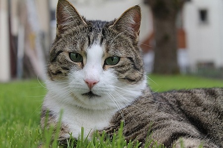 Apmw base cats 0285