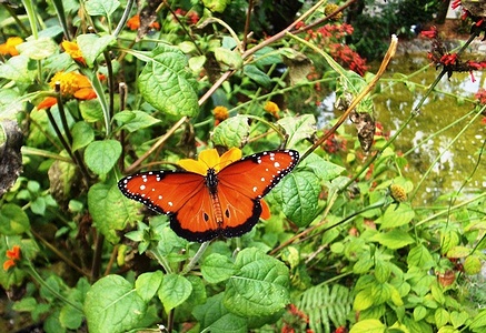Apmw base butterflies 0102