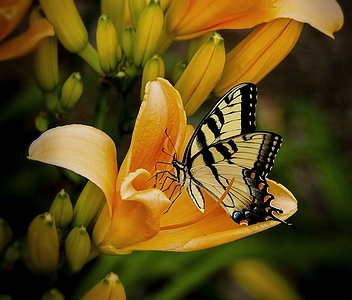 Apmw base butterflies 0103