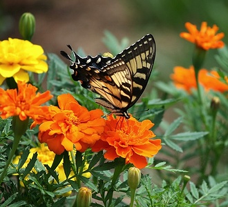 Apmw base butterflies 0104