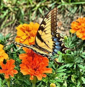 Apmw base butterflies 0105
