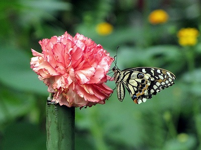 Apmw base butterflies 0106