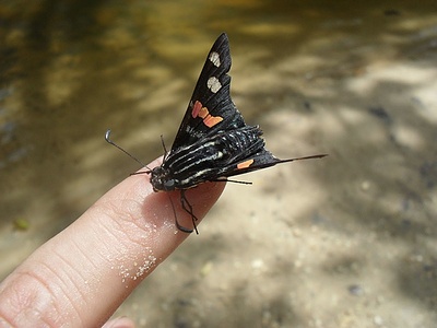 Apmw base butterflies 0107