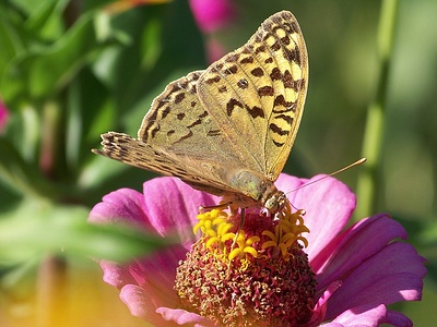 Apmw base butterflies 0108