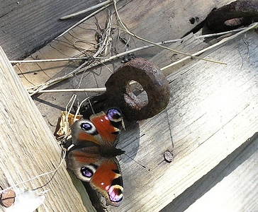 Apmw base butterflies 0109