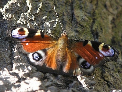 Apmw base butterflies 0110