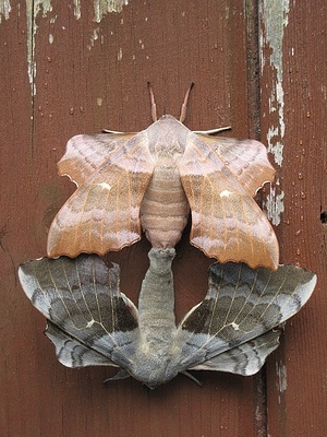 Apmw base butterflies 0111