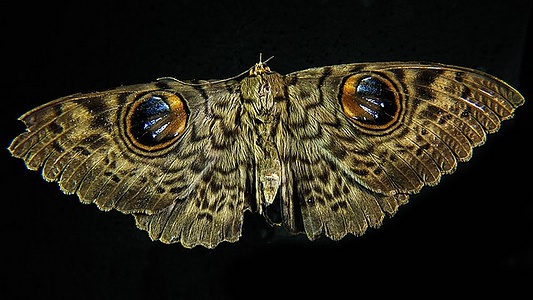 Apmw base butterflies 0112