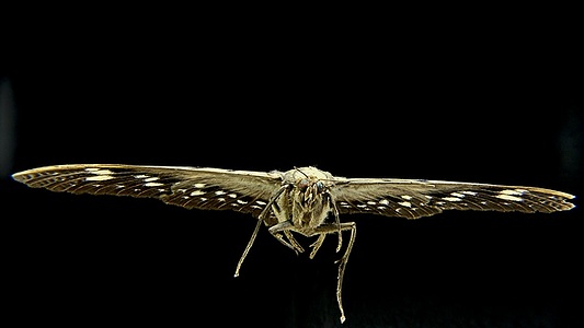 Apmw base butterflies 0115