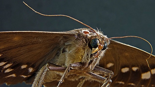 Apmw base butterflies 0116