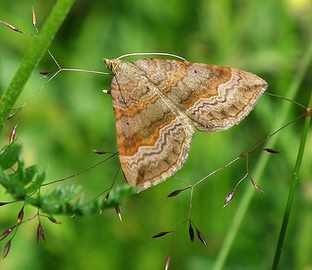 Apmw base butterflies 0117