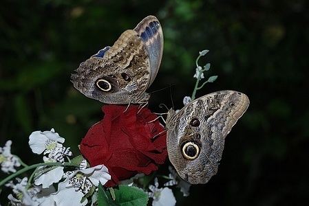 Apmw base butterflies 0118