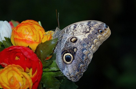 Apmw base butterflies 0119