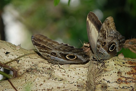 Apmw base butterflies 0120