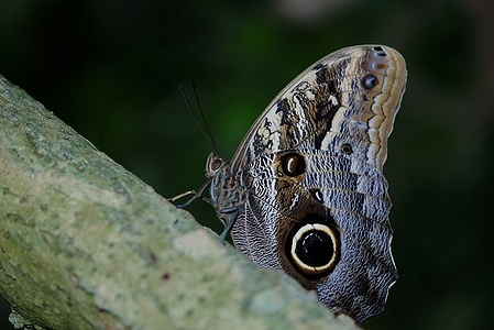Apmw base butterflies 0121