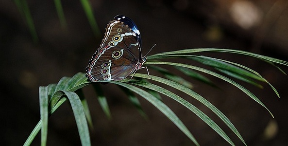 Apmw base butterflies 0122