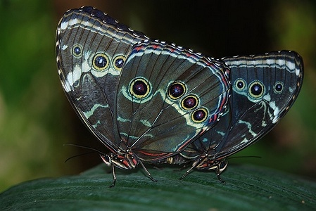 Apmw base butterflies 0123