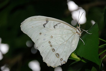 Apmw base butterflies 0124
