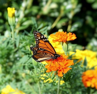 Apmw base butterflies 0126