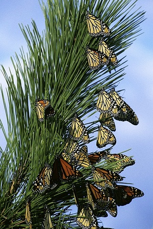 Apmw base butterflies 0127