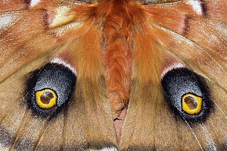 Apmw base butterflies 0128
