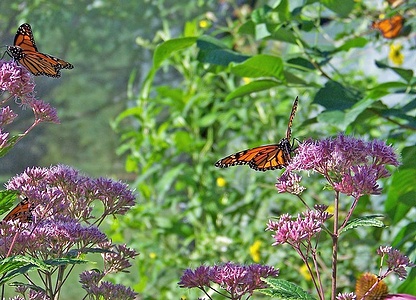 Apmw base butterflies 0129