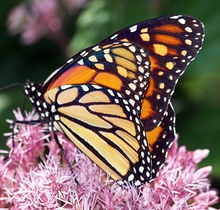 Apmw base butterflies 0130
