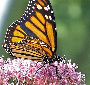 Apmw base butterflies 0131