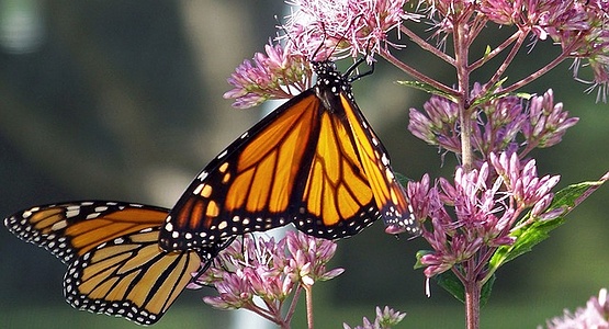 Apmw base butterflies 0132