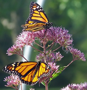 Apmw base butterflies 0133