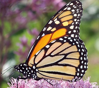 Apmw base butterflies 0134