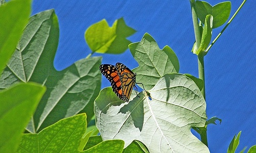 Apmw base butterflies 0135
