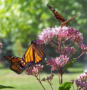 Apmw base butterflies 0136