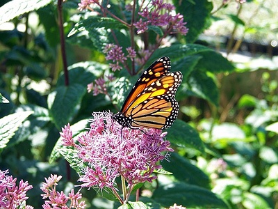 Apmw base butterflies 0137