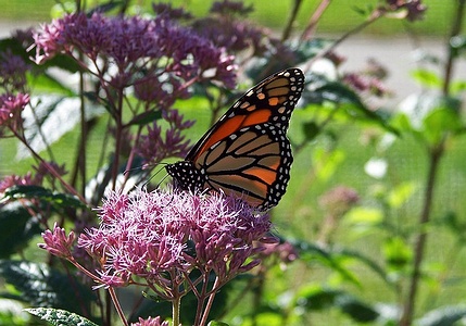 Apmw base butterflies 0138