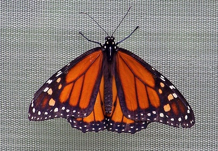 Apmw base butterflies 0139