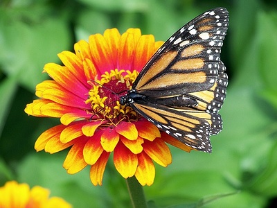 Apmw base butterflies 0140