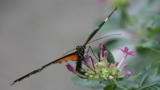 Apmw base butterflies 0141
