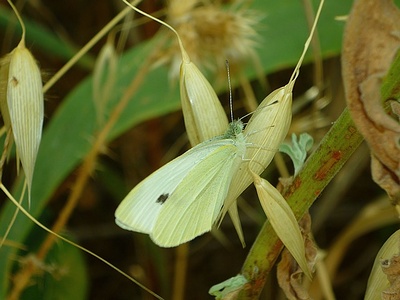 Apmw base butterflies 0142