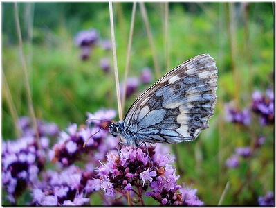 Apmw base butterflies 0143