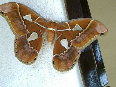 Apmw base butterflies 0144
