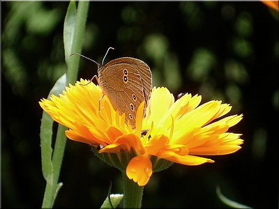 Apmw base butterflies 0145