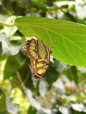 Apmw base butterflies 0146