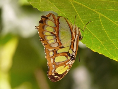 Apmw base butterflies 0147