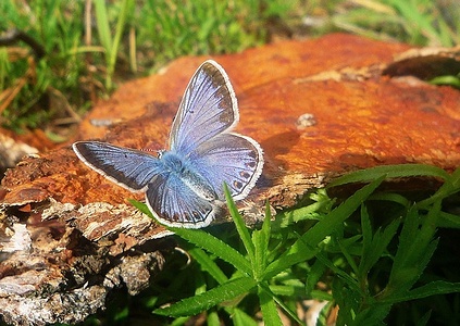 Apmw base butterflies 0148