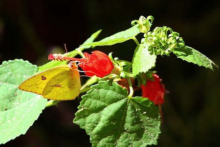 Apmw base butterflies 0149