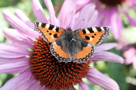 Apmw base butterflies 0150