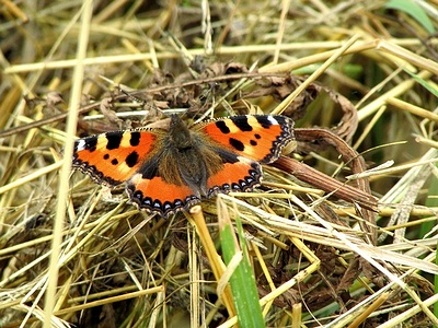 Apmw base butterflies 0151
